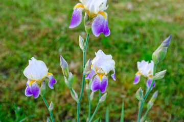 Blooming Bearded Iris Flowers with White, Purple, and Yellow Petals in Garden &ndash; Close-Up Botanical Photography of Iris Germanica with Fresh Dew Drops and Green Leaves