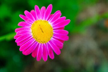 Echinacea Purpurea Flower with Vibrant Pink Petals and Yellow Center in Summer Garden &ndash; Close-Up of Blooming Ornamental Perennial on Green Blurred Background