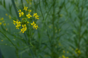 Bright Yellow Mustard Flowers Blooming in Green Field Close-Up &ndash; Brassica Plant Blossoms in Vibrant Spring Nature with Soft Background