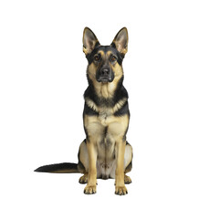 Loyal Adult German Shepherd Dog Sitting Alert Isolated on White Background