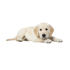 Adorable Golden Retriever Puppy Lying Down Isolated on White Background