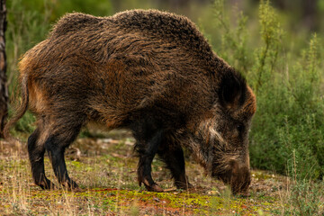 Wild boar female (Sus scrofa) in spanish forest, natural habitat, winter, Spain - stock photo