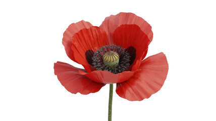 Obraz premium Red Poppy Flower Isolated