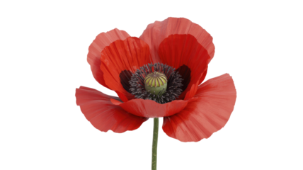 Red Poppy Flower Isolated