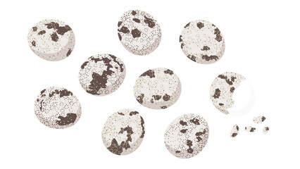 うずらのたまご　イラストセット