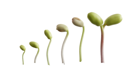 Seedling Growth Stages on Transparent Background