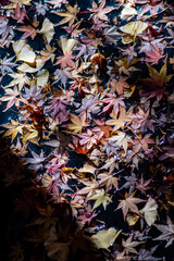 鎌倉251205　鶴岡八幡宮3　白幡神社