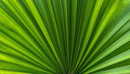 Obraz premium Close-up of a vibrant green palm frond displaying radial patterns emanating from a central point