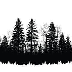 Fototapeta premium Silhouette of tall pine trees Silhouette 