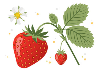 A vibrant illustration of a ripe strawberry plant with a large strawberry, a smaller berry, and a delicate white flower.