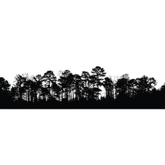 Silhouette of pine trees on transparent background © StockSynergy