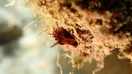Polychaeta or bristle worm, fan worm (Branchiomma luctuosum) undersea, Ligurian Sea, Italy, Imperia