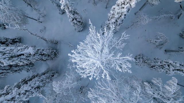 Aerial view of a serene winter wonderland where snow-laden trees form a mesmerizing tapestry of contrasting textures and tones, Salla, Lapland, Finland.