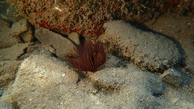 Polychaeta or bristle worm, fan worm (Branchiomma luctuosum) undersea, Ligurian Sea, Italy, Imperia