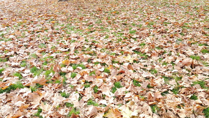 Fallen Autumn Leaves on Green Grass &ndash; Natural Fall Background