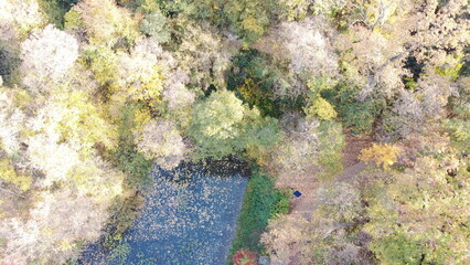 Aerial View of Autumn Forest Pond with Colorful Trees