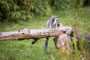 Lemur sitting on a log in a zoo 
