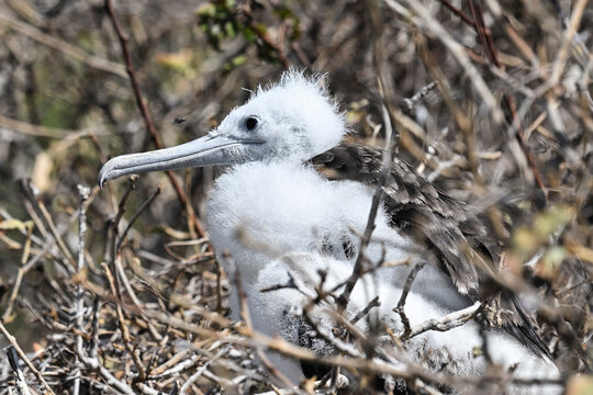 Portr&auml;t eines Prachtfregattvogel K&uuml;kens mit wei&szlig;en flaumigen Federn , etwa eine Woche alt. Das adulte Gefieder wird erst nach 4 bis 6 Jahren erreicht.