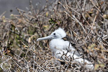 Porträt eines Prachtfregattvogel Kükens mit weißen flaumigen Federn , etwa eine Woche alt. Das adulte Gefieder wird erst nach 4 bis 6 Jahren erreicht. Die Vögel werden bis zu 26 Jahre alt.