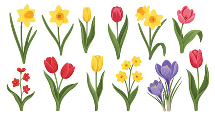 Beautiful collection of colorful spring flowers including tulips daffodils and crocuses isolated on a white background for floral design.