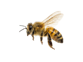 Closeup of a vibrant bee in flight showing yellow striped body and delicate wings. isolated on transparent background, png	