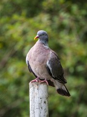 Wood Pigeon Sitting on a Post