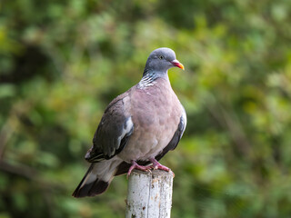 Wood Pigeon Sitting on a Post