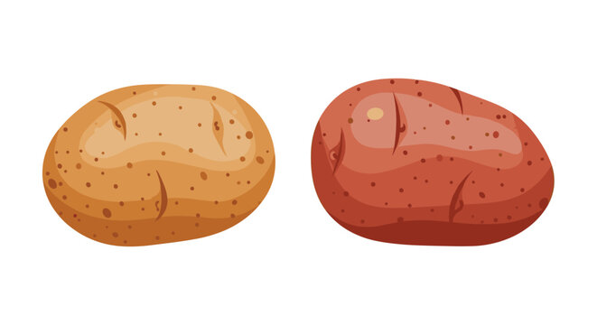 Simple cartoon vector illustration of two common potato varieties a brown russet and a red potato isolated on white background.