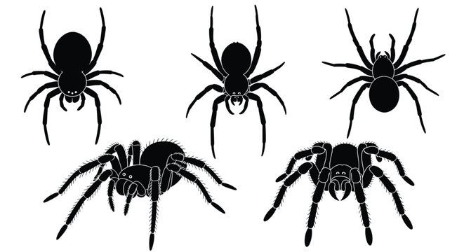 A set of five detailed black spider silhouettes with hairy tarantulas and other arachnids isolated on a white background for graphic design.