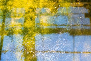 Wet greenhouse floor with water puddle and algae. Greenhouse irrigation aftermath, humidity moisture management, everyday agricultural workflow, organic farming, plant growing. Abstract background.