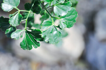 Araliaceae, Celere leaved panax or Garudas claws or Polyscias guilfoylei or  Quinquefolia