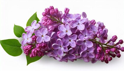 lilac flowers isolated on white