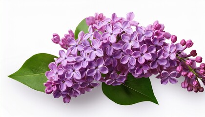 lilac flowers isolated on white background