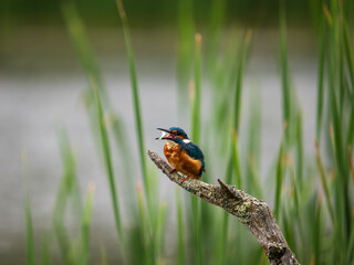 Kingfisher Perched on a Post Feeding on a Fish