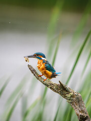 Kingfisher Perched on a Post Feeding on a Tadpole