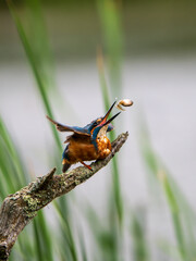 Kingfisher Perched on a Post Feeding on a Tadpole