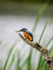 Kingfisher Perched on a Post Feeding on a Tadpole