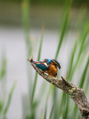 Kingfisher Perched on a Post Feeding on a Tadpole