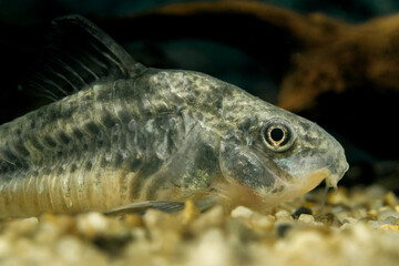 Close-up photograph of a Corydoras catfish, highlighting fine details, textures, and natural patterns in a calm aquatic environment.
