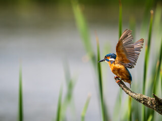 Kingfisher Perched on a Post