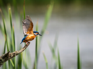 Kingfisher Perched on a Post
