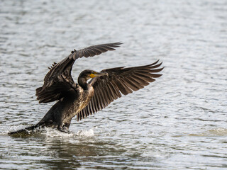Cormorant Landing on a Lake