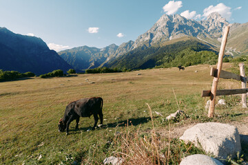 Naklejka premium cow mountain meadow pasture fence landscape with grazing bovine on green field in alpine valley under sunny sky, rural farm scenery and peaceful outdoor panorama among rocky peaks