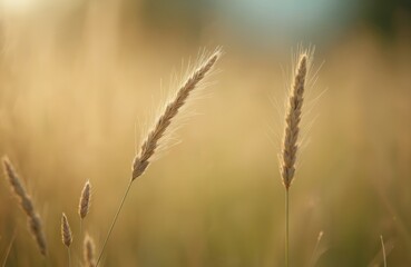 Fototapeta premium Golden wheat or grass ears closeup in field with blurry bokeh background. Selective focus on plants in front, sunlight shining on the scene. Natural outdoor setting. Mature grain stalks.