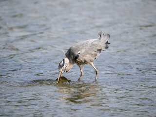 Grey Heron Catching a Carp Fish in a Lake