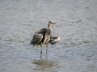 Grey Heron Fishing in a Lake
