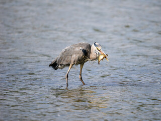 Grey Heron Catching a Carp Fish in a Lake