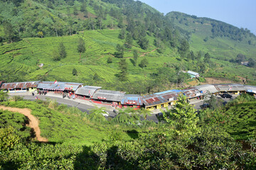 Scenic view of green tea plantations across misty hills. Great for themes of Asia travel, agriculture, and nature © iqbal