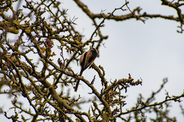 Long-tailed tit perched on a tree branch.