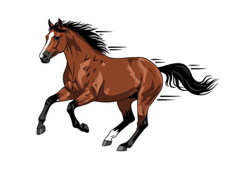 Obraz premium A powerful brown horse with a flowing mane and tail gallops across a white background, depicted with motion lines.